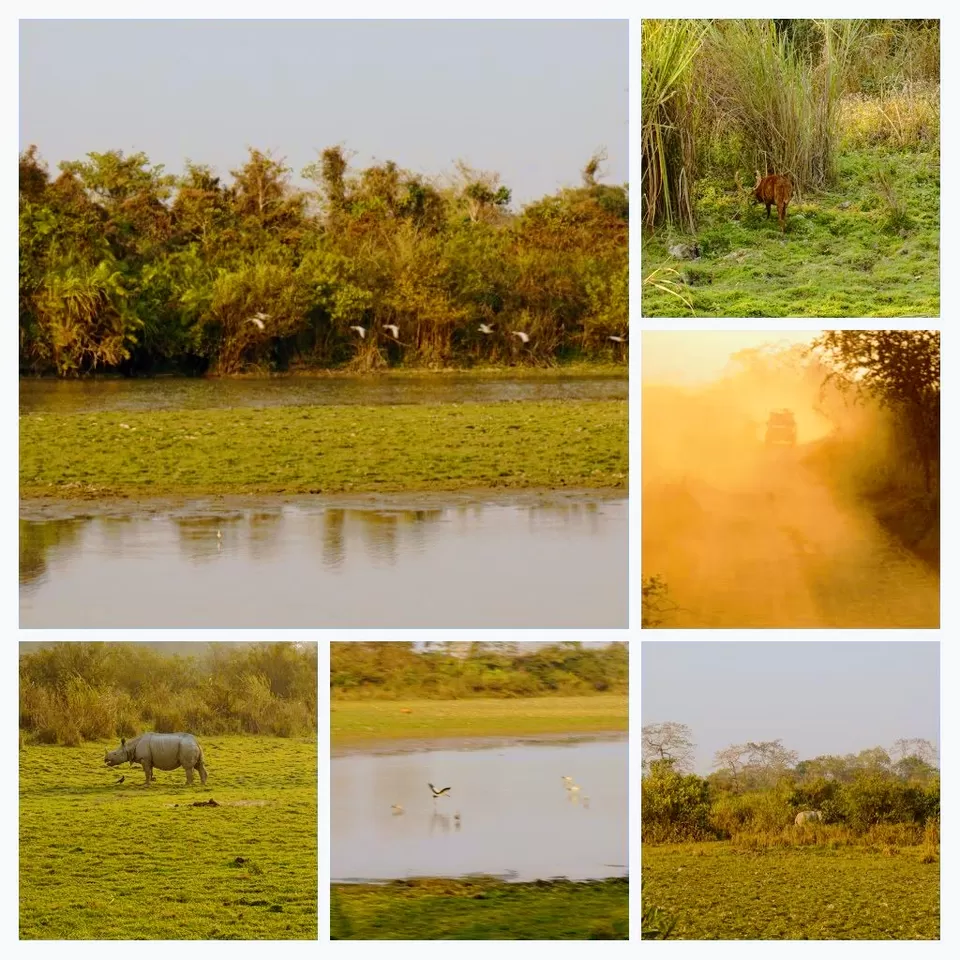 Photo of Kaziranga National Park, Assam, India by Manoj D Kashyap