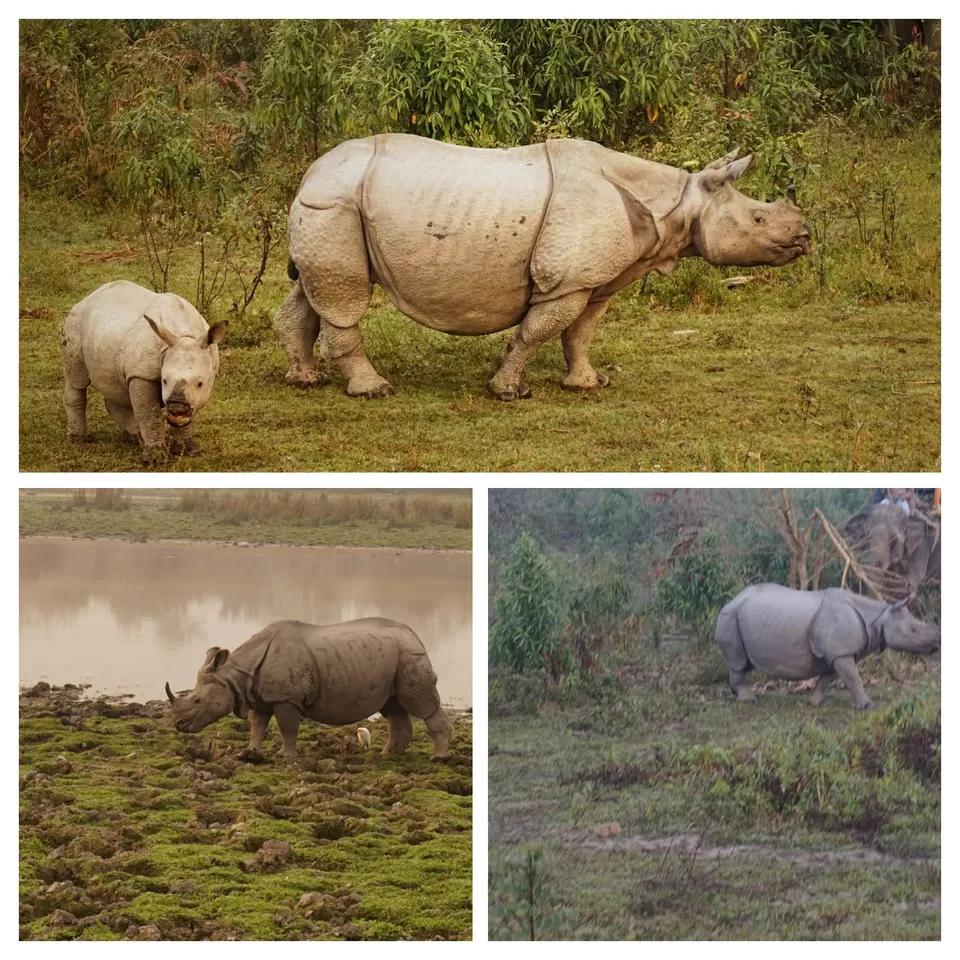 Photo of Kaziranga National Park, Assam, India by Manoj D Kashyap