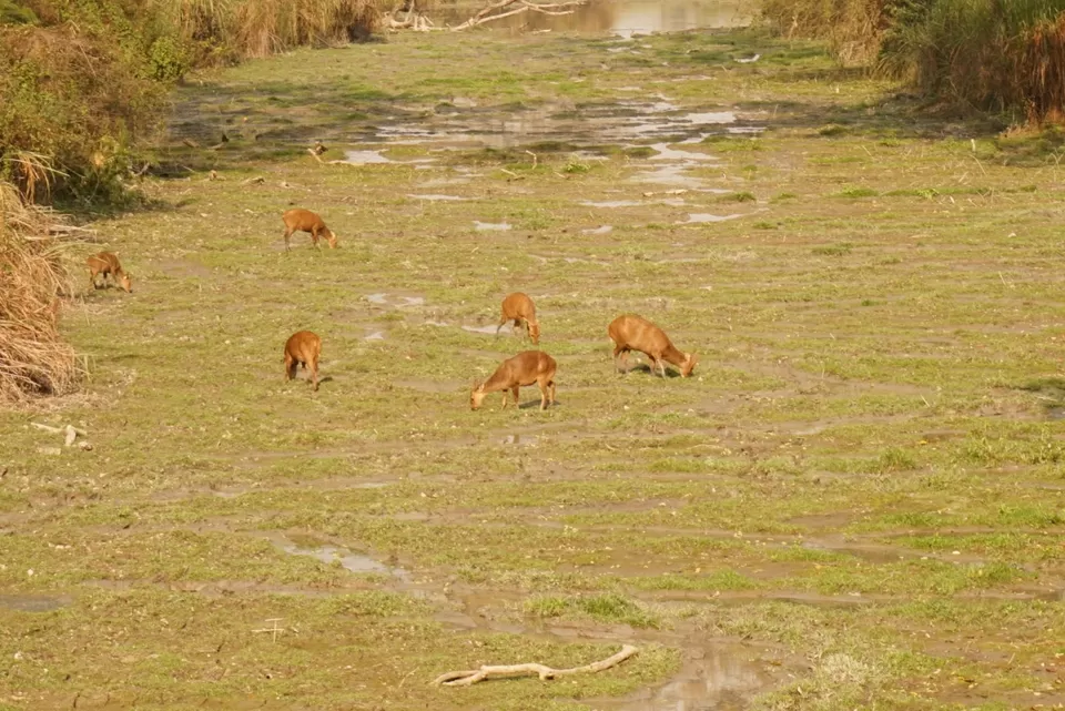 Photo of Kaziranga National Park, Assam, India by Manoj D Kashyap