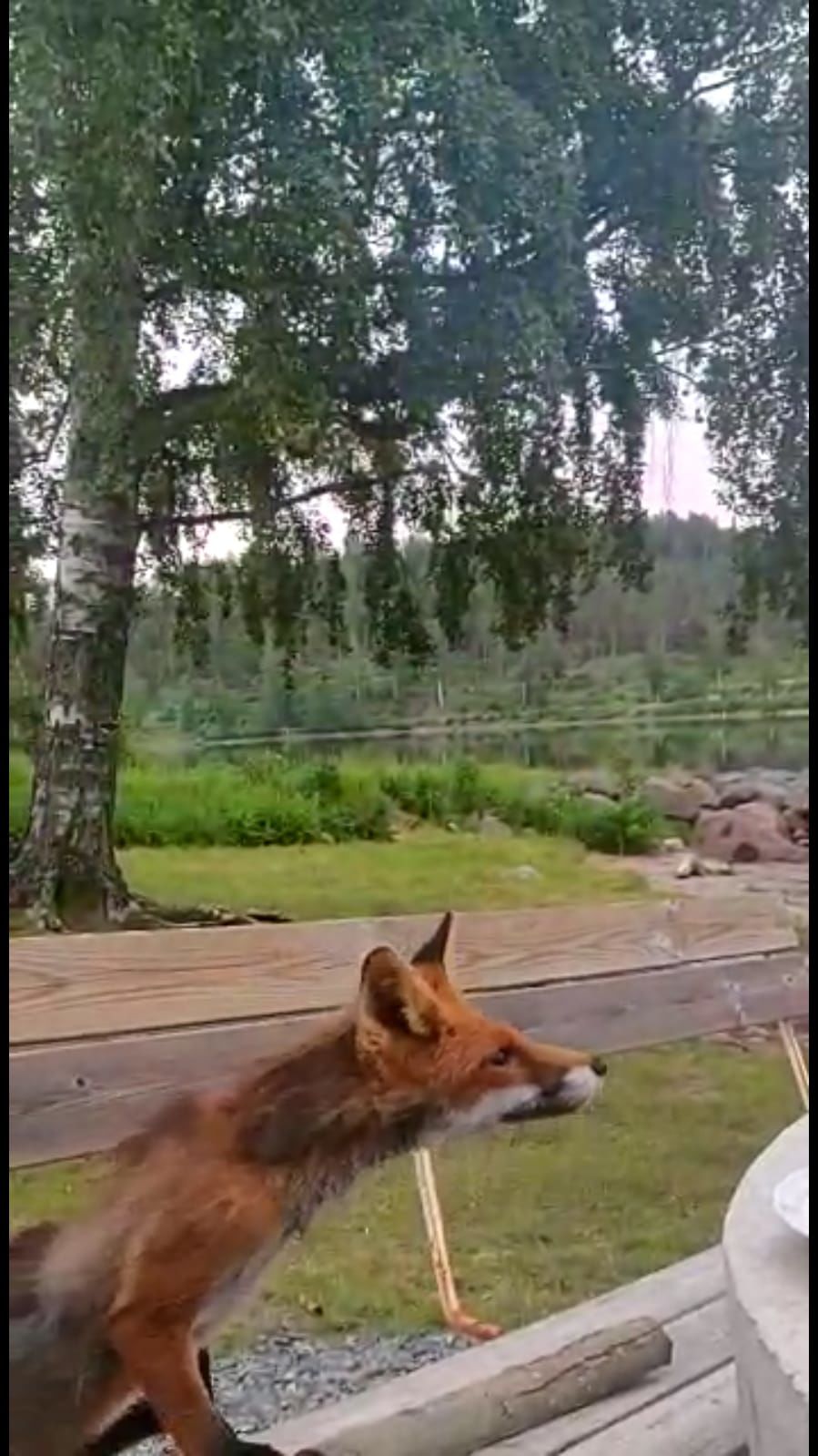 Photo of Måvikens Camping & Naturområde, Mjällom, Sweden by Manoj D Kashyap