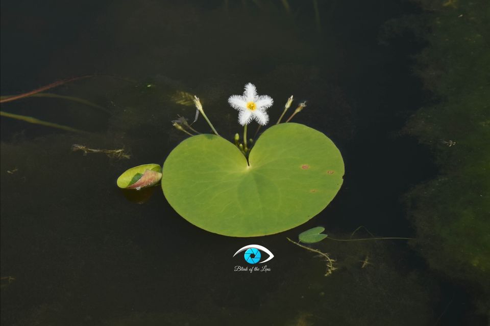 Photo of Kaas Plateau of Flowers, Maharashtra by Krutarth Vashi