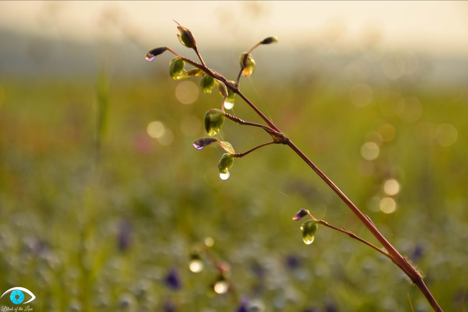 Photo of Kaas Plateau of Flowers, Maharashtra by Krutarth Vashi