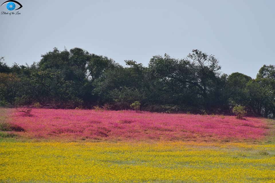 Photo of Kaas Plateau of Flowers, Maharashtra by Krutarth Vashi