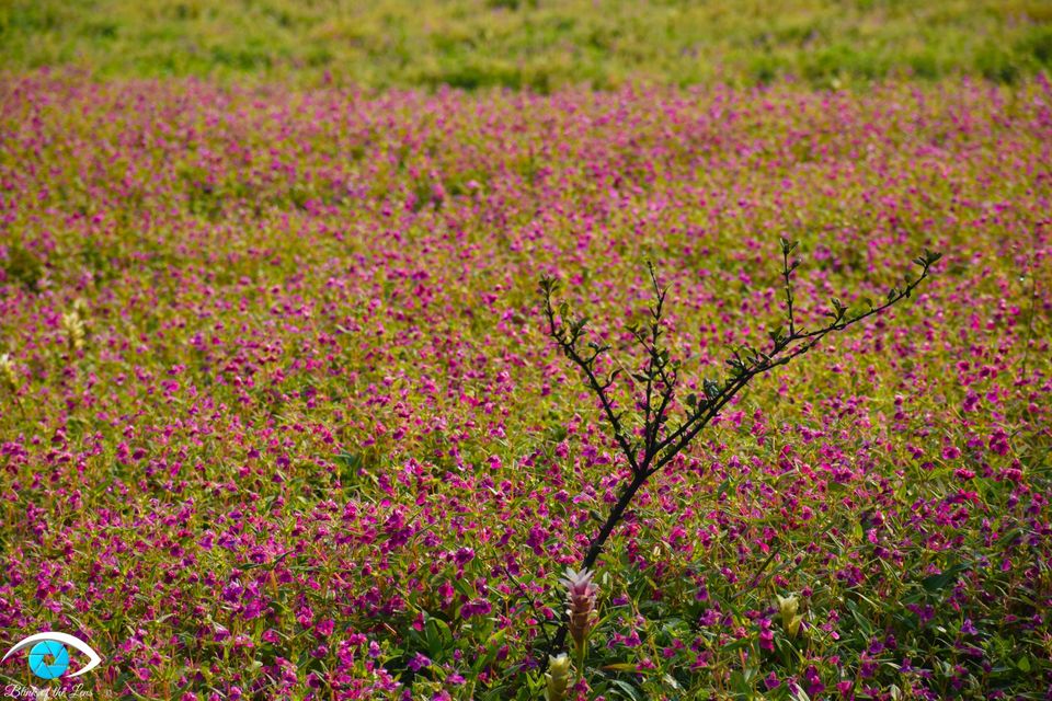 Photo of Kaas Plateau of Flowers, Maharashtra by Krutarth Vashi