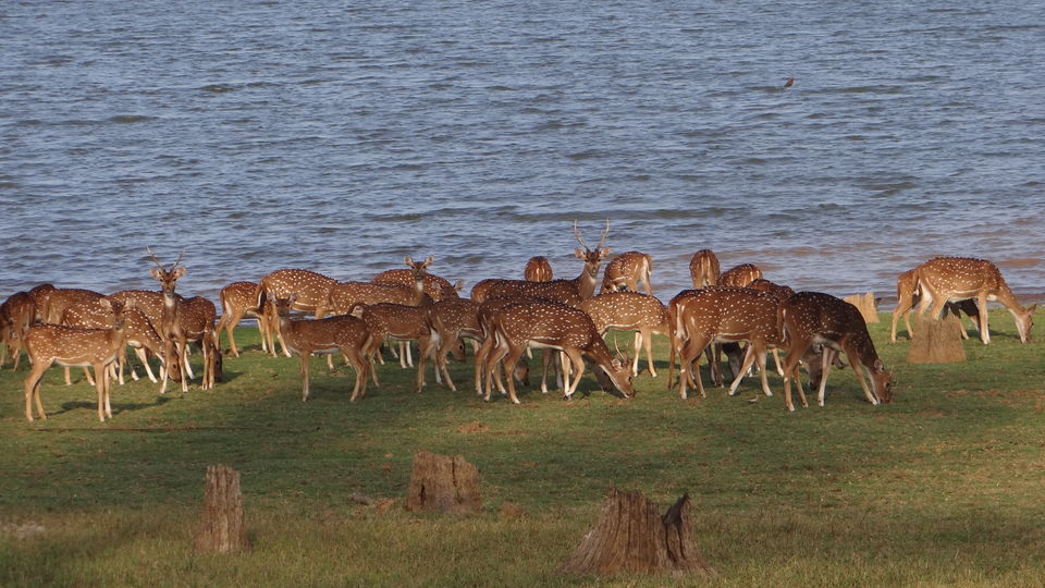 Photo of Somewhere in the wild... 2/16 by Krutarth Vashi