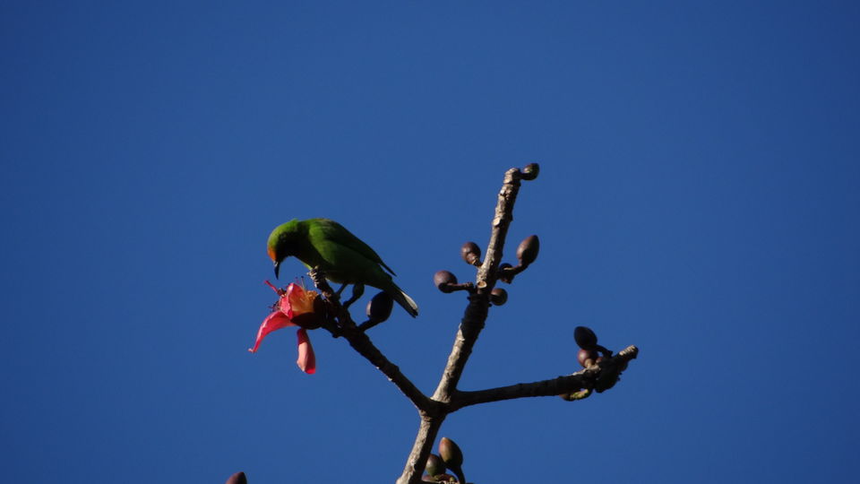 Photo of Somewhere in the wild... 11/16 by Krutarth Vashi