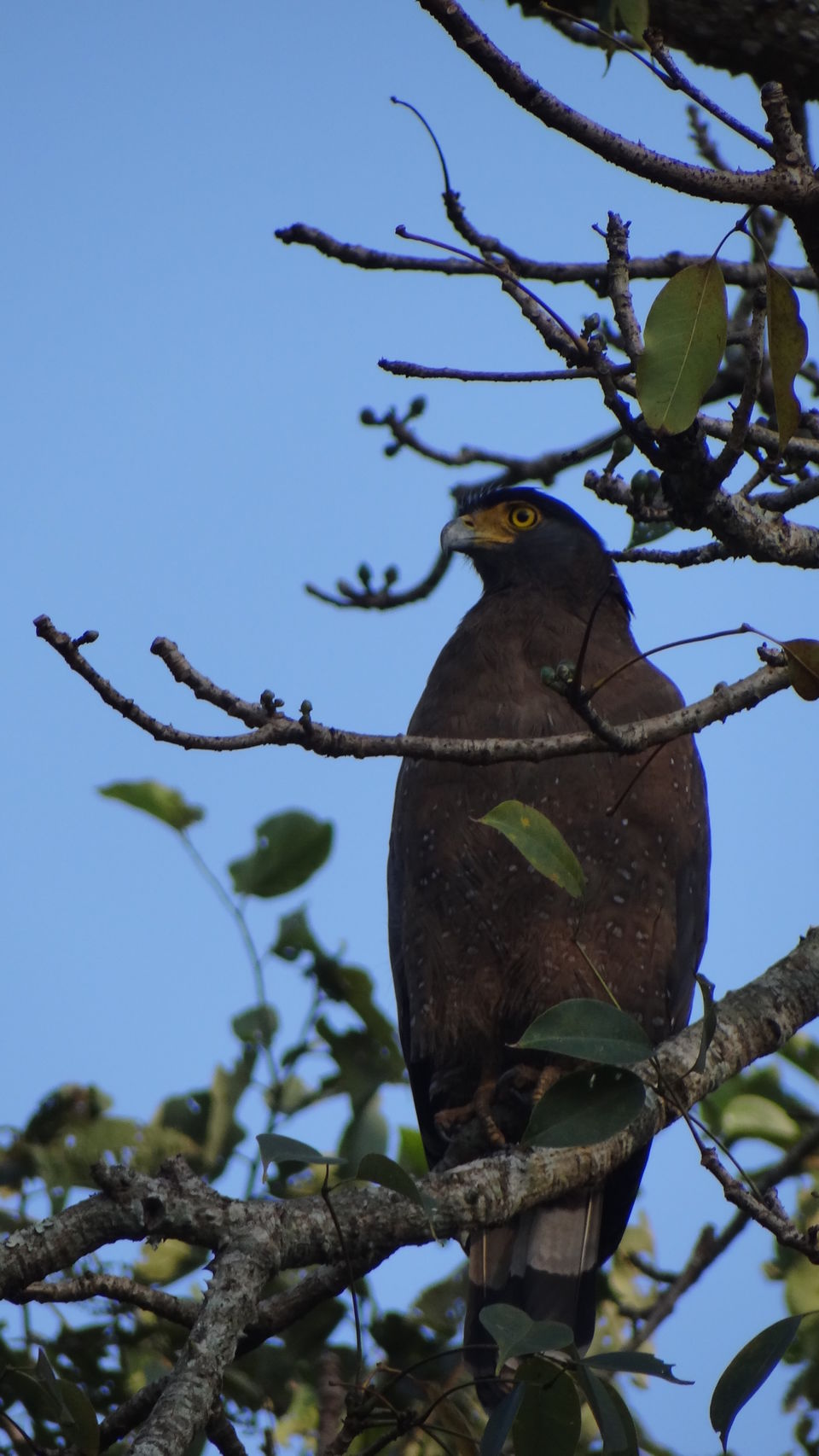 Photo of Somewhere in the wild... 12/16 by Krutarth Vashi