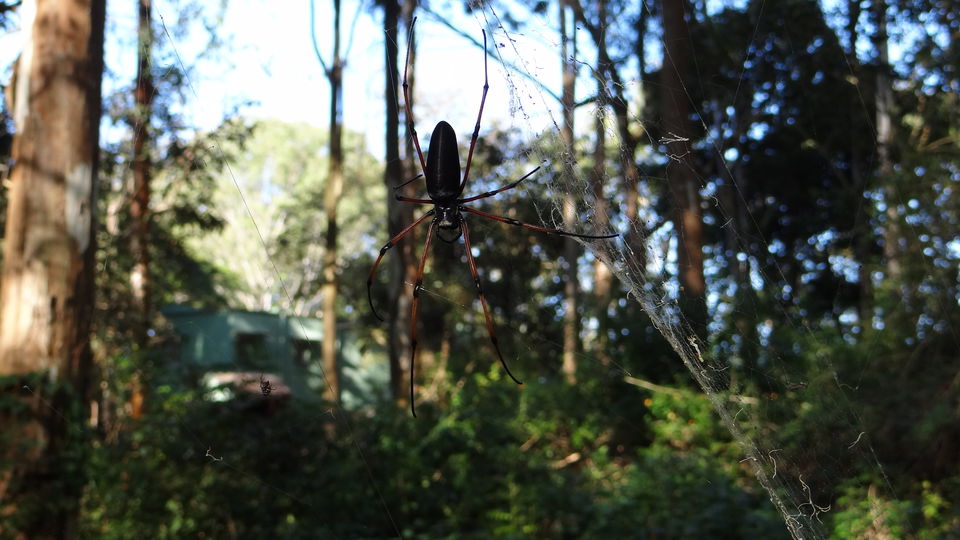 Photo of Somewhere in the wild... 14/16 by Krutarth Vashi