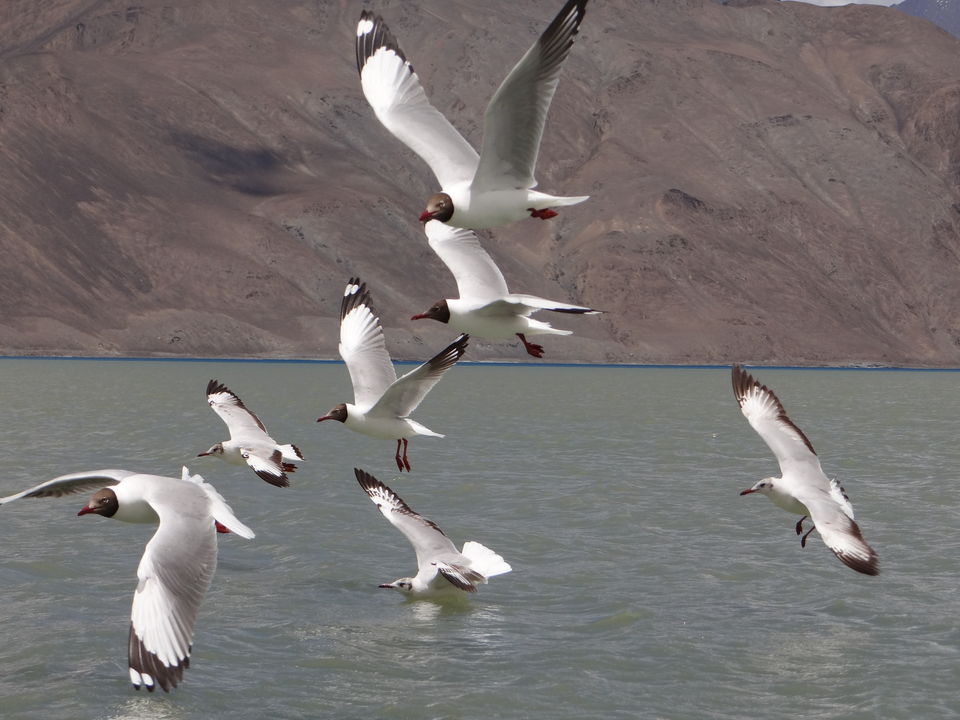 Photo of Ladakh: The Jewel in the Crown of India 15/23 by Mastane Musafir