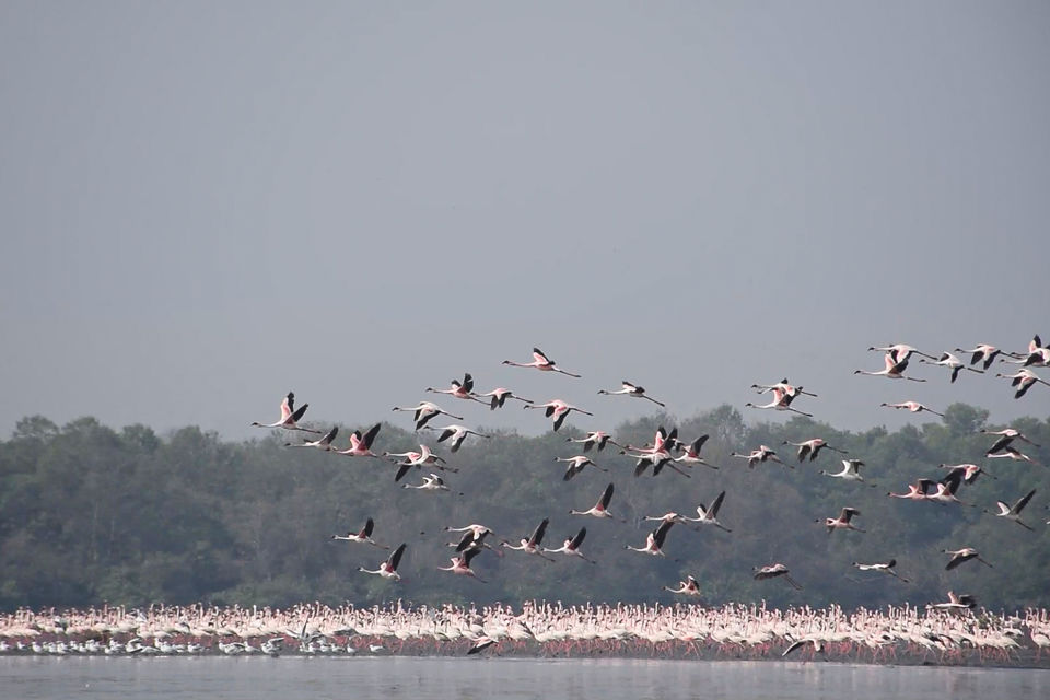 Photo of Winged Visitors of Mumbai - An exclusive photo guide to the migratory birds in Mumbai! 1/15 by Mastane Musafir