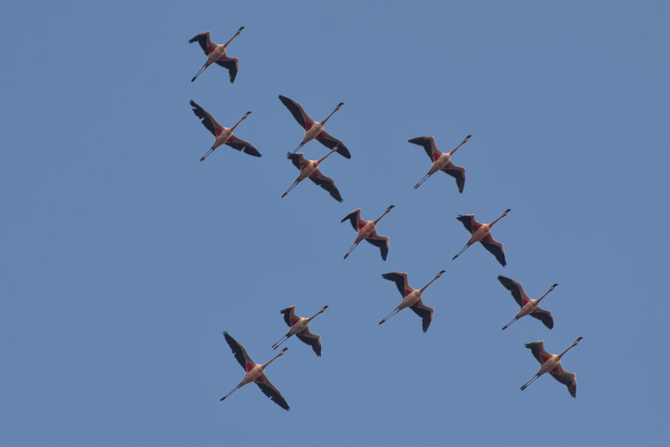 Photo of Winged Visitors of Mumbai - An exclusive photo guide to the migratory birds in Mumbai! 2/15 by Mastane Musafir