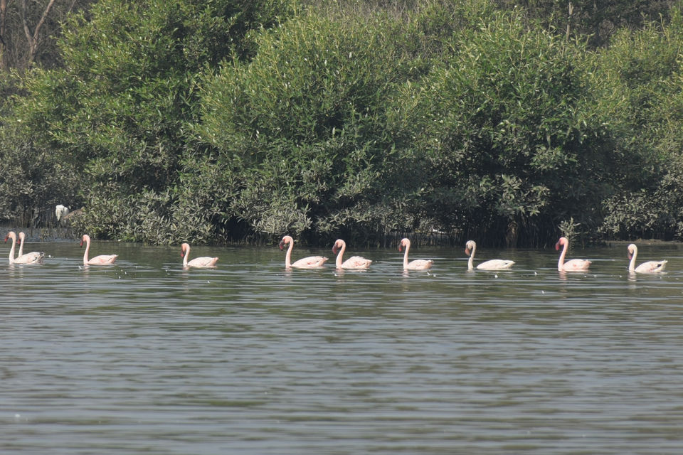 Photo of Winged Visitors of Mumbai - An exclusive photo guide to the migratory birds in Mumbai! 3/15 by Mastane Musafir