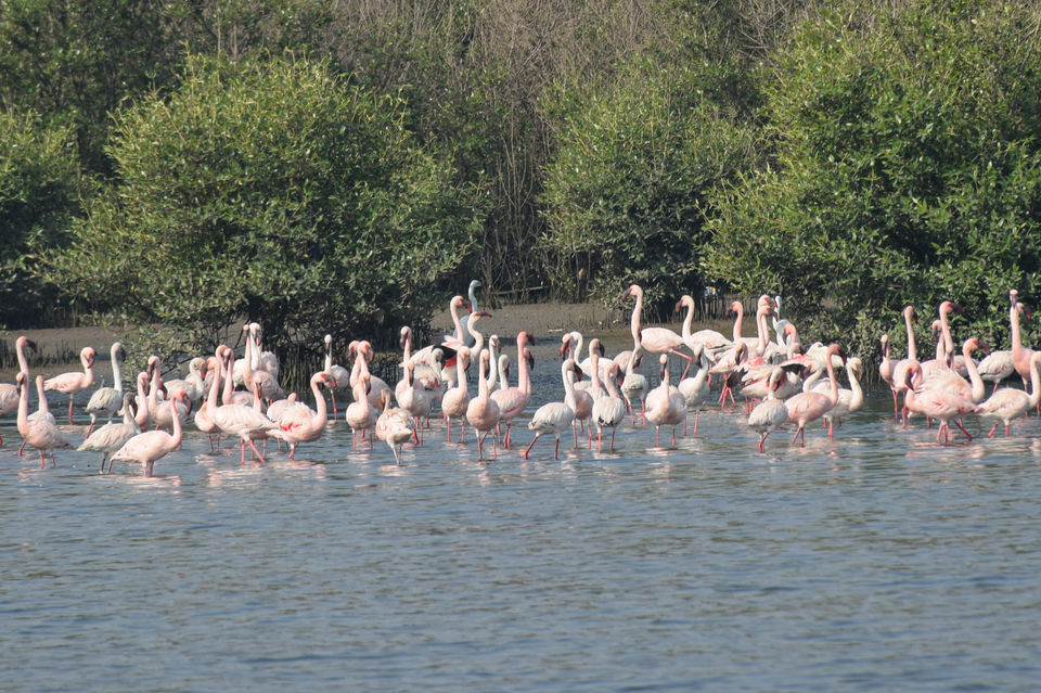 Photo of Winged Visitors of Mumbai - An exclusive photo guide to the migratory birds in Mumbai! 4/15 by Mastane Musafir