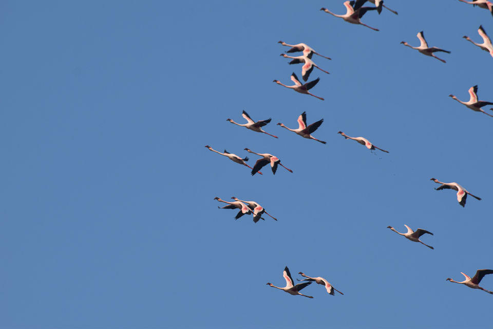 Photo of Winged Visitors of Mumbai - An exclusive photo guide to the migratory birds in Mumbai! 5/15 by Mastane Musafir