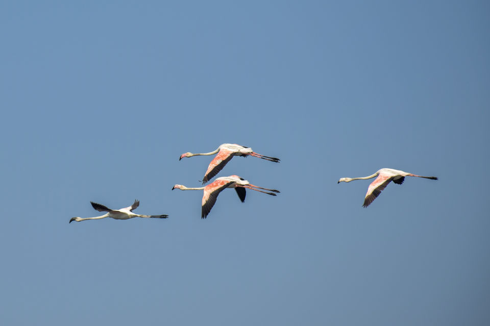 Photo of Winged Visitors of Mumbai - An exclusive photo guide to the migratory birds in Mumbai! 7/15 by Mastane Musafir