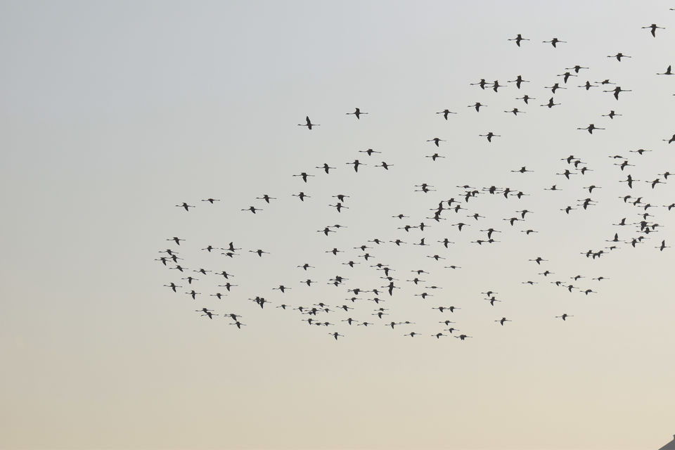 Photo of Winged Visitors of Mumbai - An exclusive photo guide to the migratory birds in Mumbai! 8/15 by Mastane Musafir