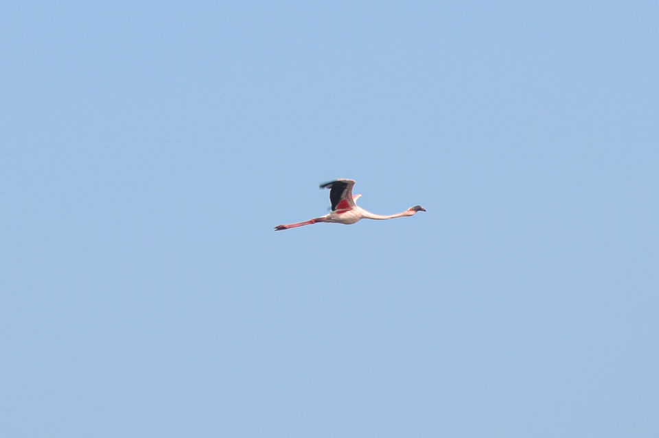 Photo of Winged Visitors of Mumbai - An exclusive photo guide to the migratory birds in Mumbai! 9/15 by Mastane Musafir