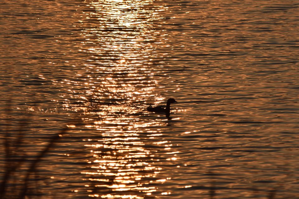 Photo of Winged Visitors of Mumbai - An exclusive photo guide to the migratory birds in Mumbai! 10/15 by Mastane Musafir