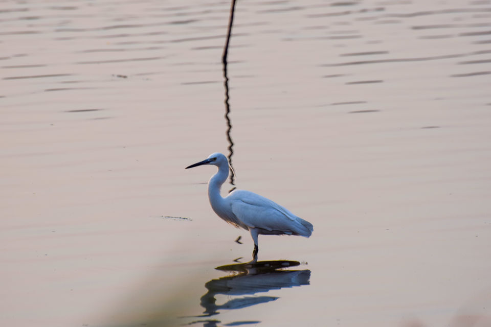 Photo of Winged Visitors of Mumbai - An exclusive photo guide to the migratory birds in Mumbai! 11/15 by Mastane Musafir