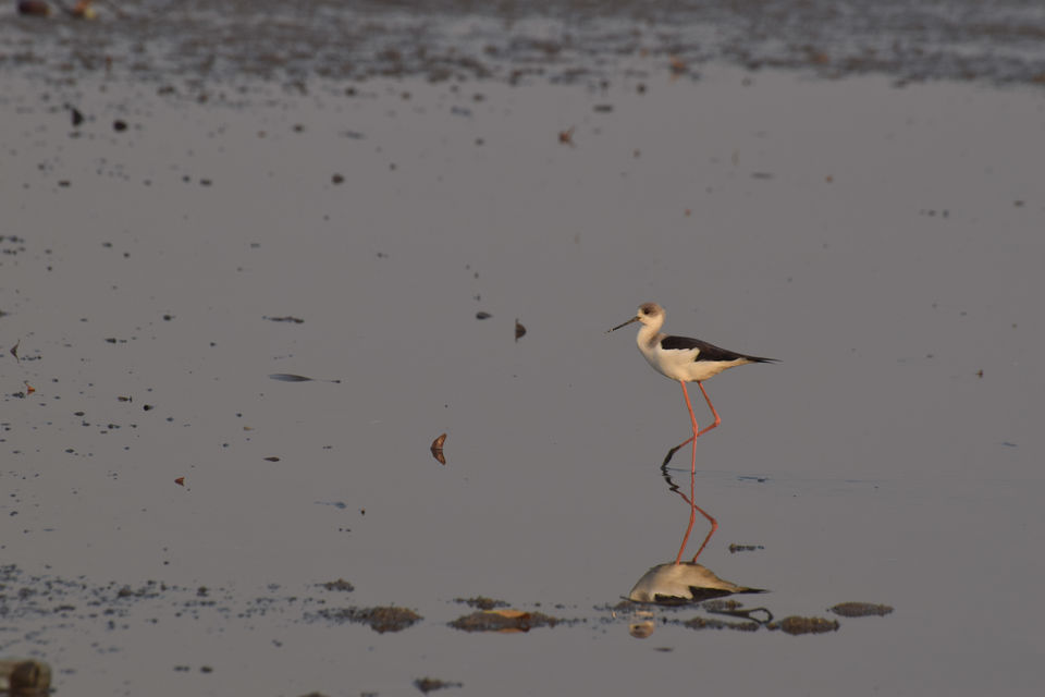 Photo of Winged Visitors of Mumbai - An exclusive photo guide to the migratory birds in Mumbai! 12/15 by Mastane Musafir