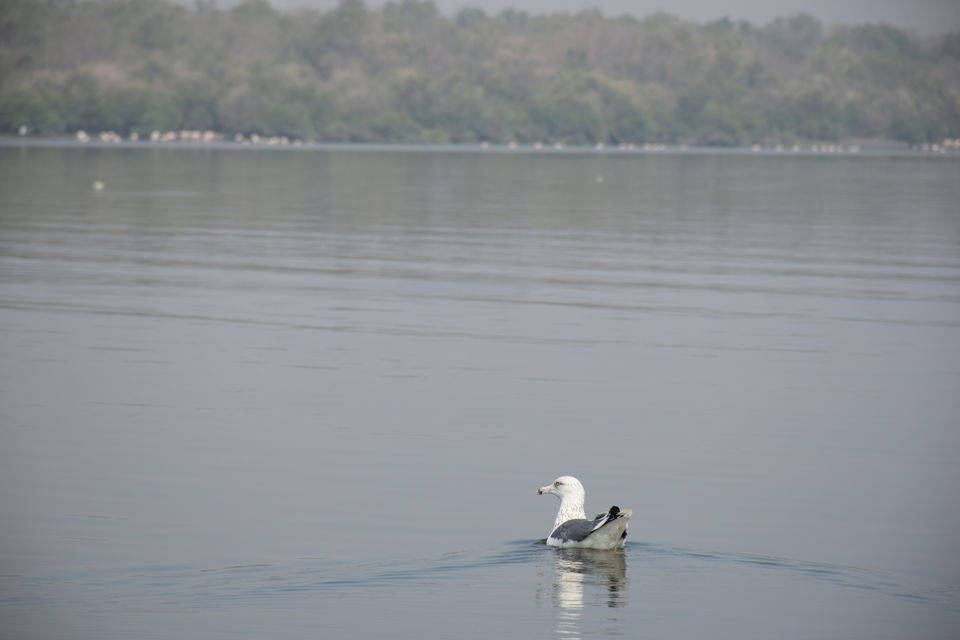 Photo of Winged Visitors of Mumbai - An exclusive photo guide to the migratory birds in Mumbai! 13/15 by Mastane Musafir