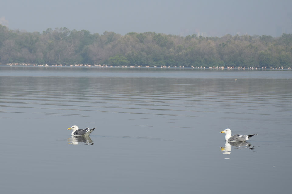 Photo of Winged Visitors of Mumbai - An exclusive photo guide to the migratory birds in Mumbai! 14/15 by Mastane Musafir