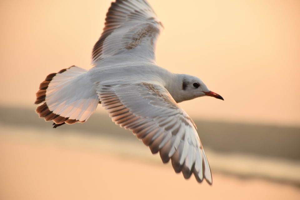 Photo of Winged Visitors of Mumbai - An exclusive photo guide to the migratory birds in Mumbai! 15/15 by Mastane Musafir