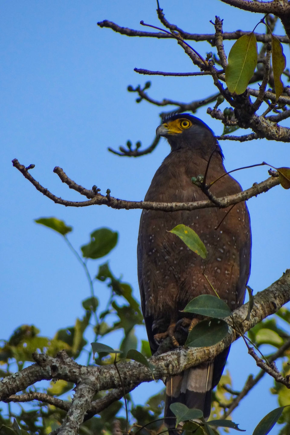 Photo of From Ladakh to Andamans, Up Close and Personal with India's Diverse Wildlife! 4/19 by Mastane Musafir