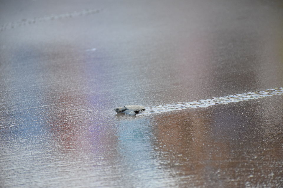 Photo of From Ladakh to Andamans, Up Close and Personal with India's Diverse Wildlife! 12/19 by Mastane Musafir