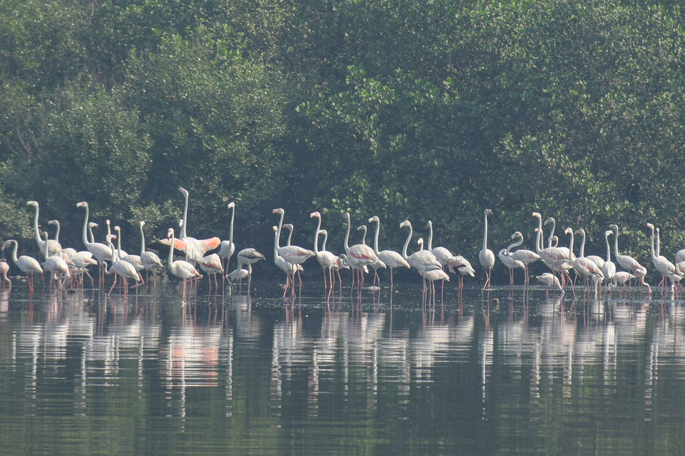 Photo of From Ladakh to Andamans, Up Close and Personal with India's Diverse Wildlife! 14/19 by Mastane Musafir