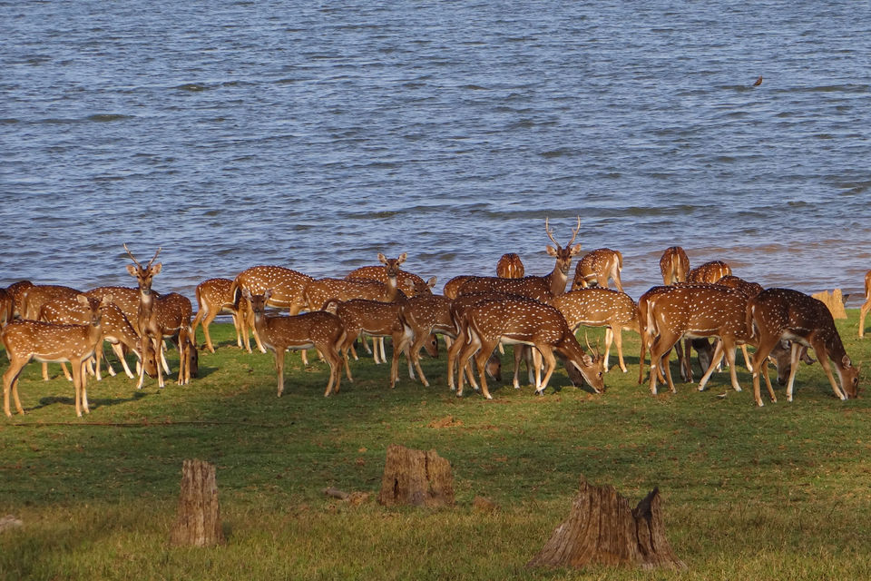 Photo of From Ladakh to Andamans, Up Close and Personal with India's Diverse Wildlife! 16/19 by Mastane Musafir