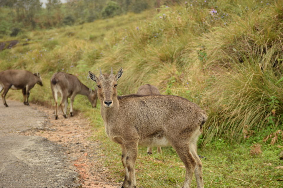 Photo of From Ladakh to Andamans, Up Close and Personal with India's Diverse Wildlife! 17/19 by Mastane Musafir