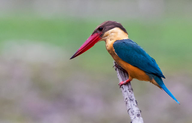 Photo of Not Just Birders 1/6 by Anil Goyal