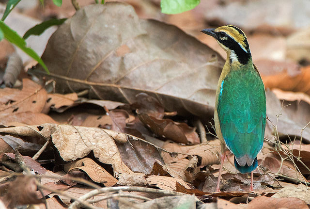 Photo of Not Just Birders 2/6 by Anil Goyal