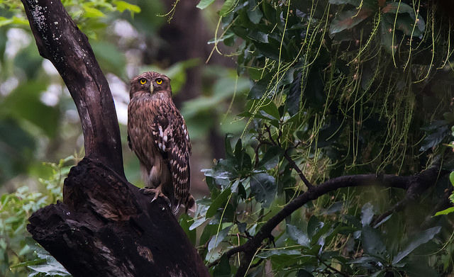 Photo of Not Just Birders 4/6 by Anil Goyal