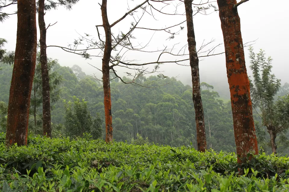 Photo of Pothamedu View Point, Idukki, Kerala, India by MUKESH KUMAR