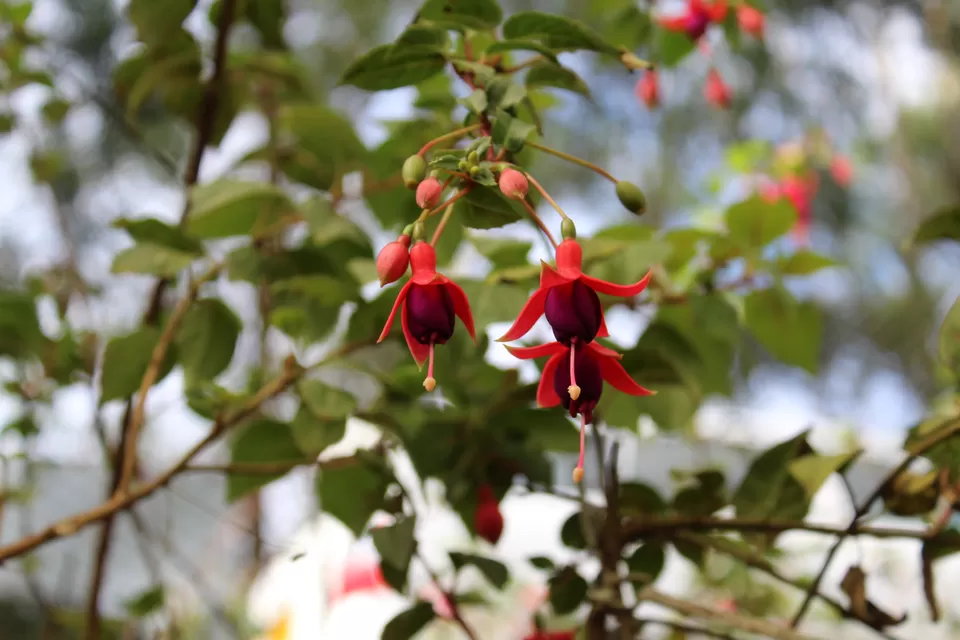 Photo of Rose Garden, Nullatanni, Munnar, Kerala, India by MUKESH KUMAR