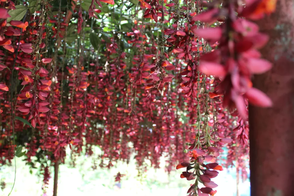 Photo of Rose Garden, Nullatanni, Munnar, Kerala, India by MUKESH KUMAR