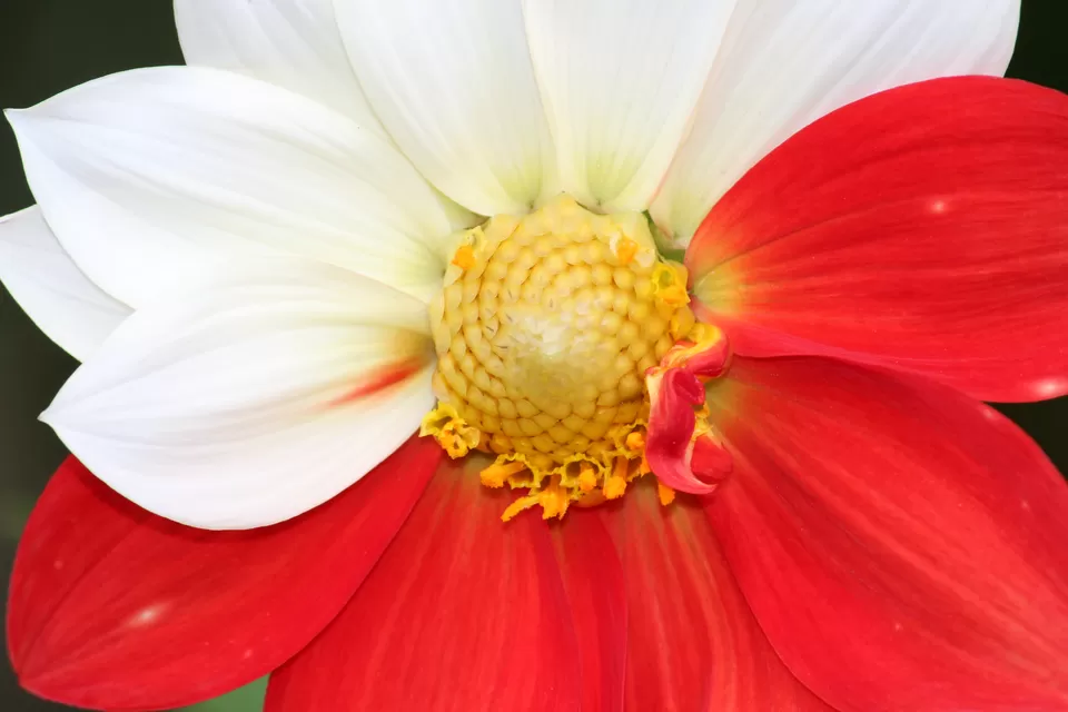 Photo of Rose Garden, Nullatanni, Munnar, Kerala, India by MUKESH KUMAR
