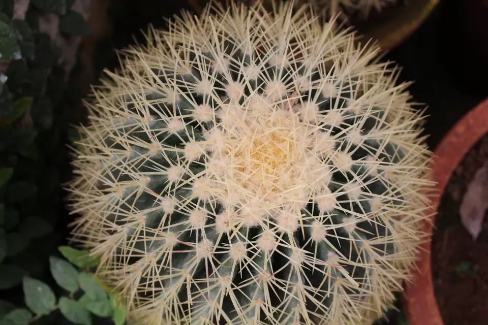 Photo of Rose Garden, Nullatanni, Munnar, Kerala, India by MUKESH KUMAR