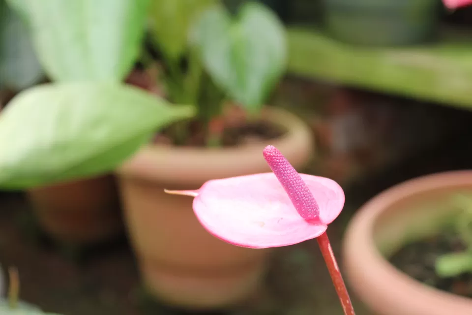 Photo of Rose Garden, Nullatanni, Munnar, Kerala, India by MUKESH KUMAR