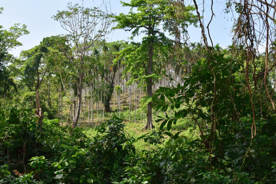 Photo of Andaman and Nicobar Islands - A hidden paradise by Payal Gupta