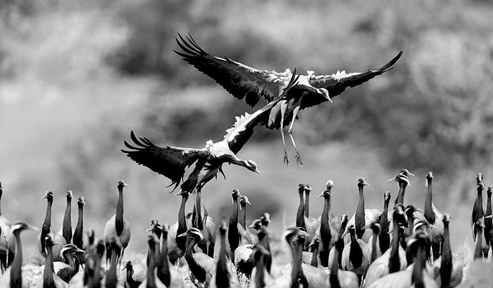 Photo of Keoladeo National Park : A Bird's- Eye View by Chandan Kumar