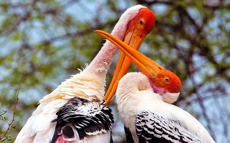 Photo of Keoladeo National Park : A Bird's- Eye View by Chandan Kumar