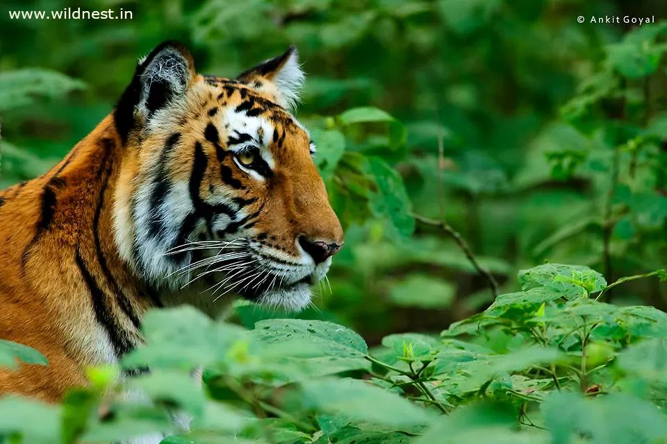 Photo of Dhikala Forest Rest House, Ramnagar, Uttarakhand, India by Ankit Goyal