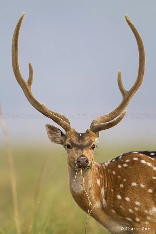 Photo of Dhikala Forest Rest House, Ramnagar, Uttarakhand, India by Ankit Goyal