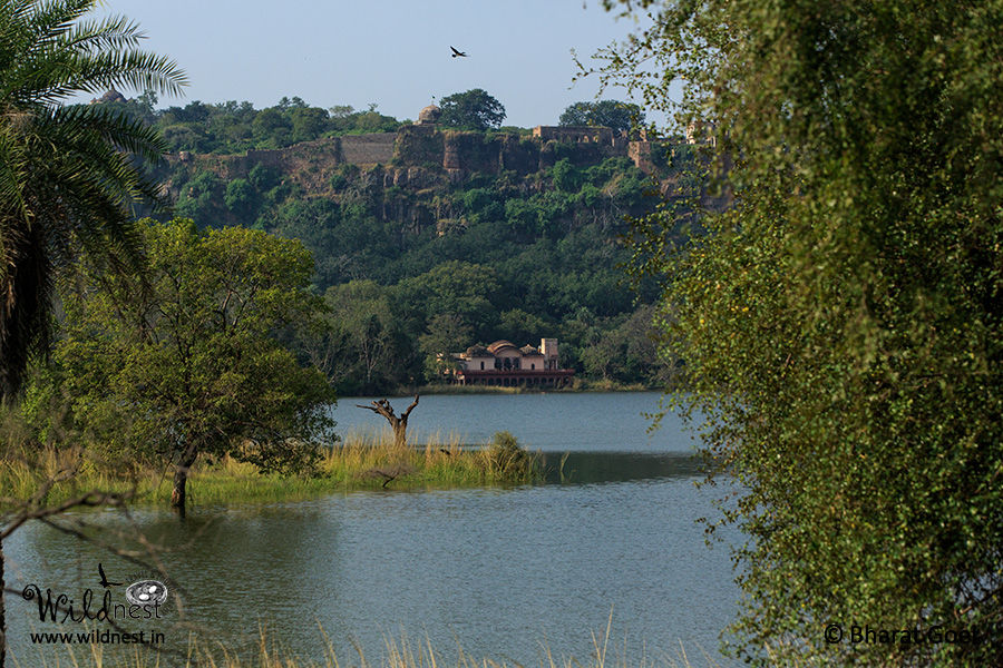 Photo of Ranthambore Photo Tour 5/5 by Ankit Goyal
