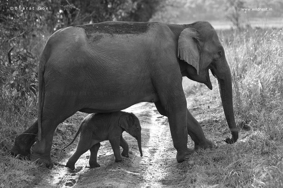Photo of Photography Trip to Corbett - A Wildlife Heaven 2/6 by Ankit Goyal