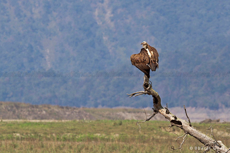 Photo of Photography Trip to Corbett - A Wildlife Heaven 5/6 by Ankit Goyal