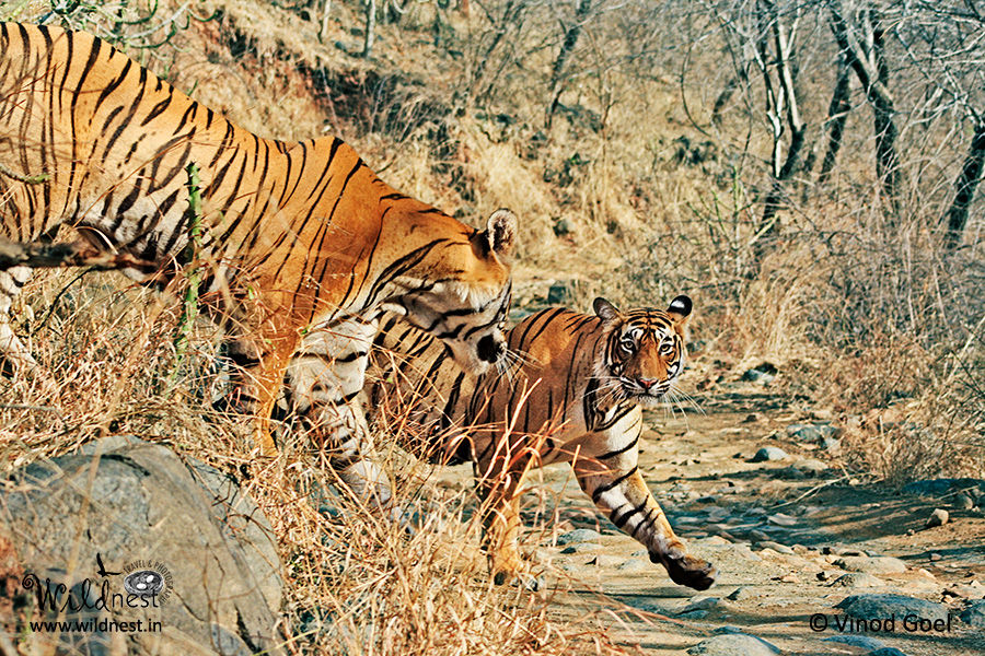 Photo of Ranthambore Photo Tour 3/5 by Ankit Goyal